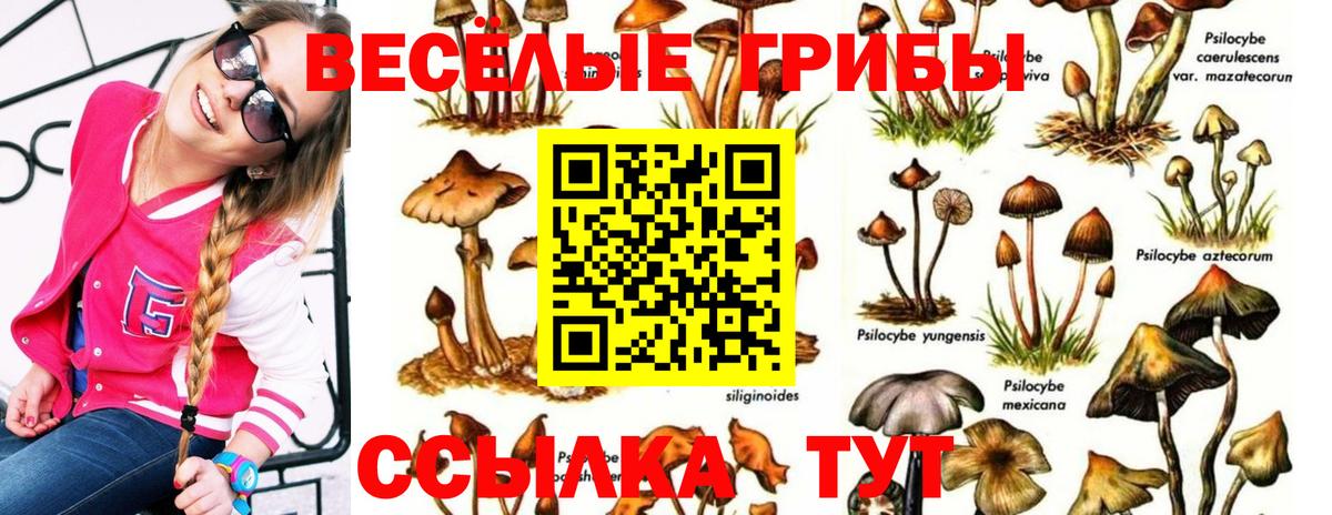 Артём  даркнет сайт  Вход с VPN  Псилоцибиновые грибы Psilocybine cubensis 